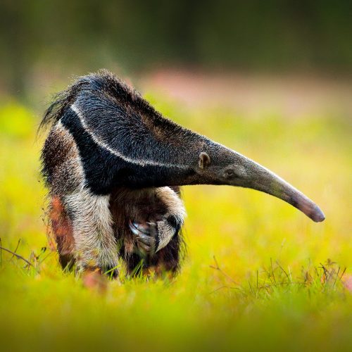 A giant anteater walking in the grass Nii Kaniti, Peru