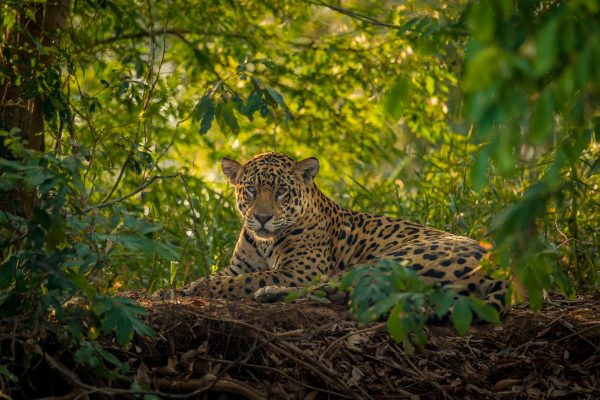 Een jaguar rustend in de jungle.