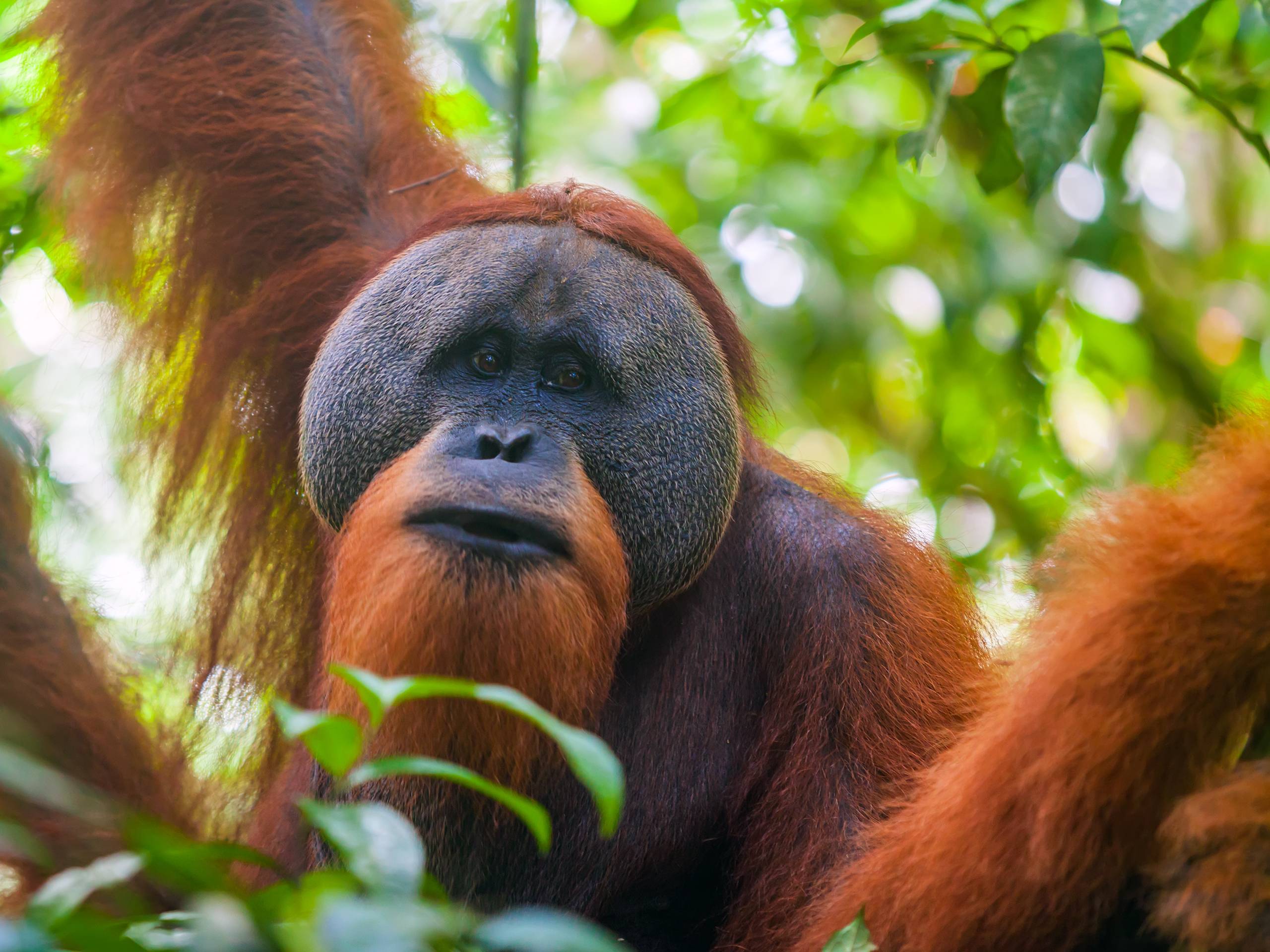 Die 10 wichtigsten Fakten über Orang-Utans, die Sie wissen müssen