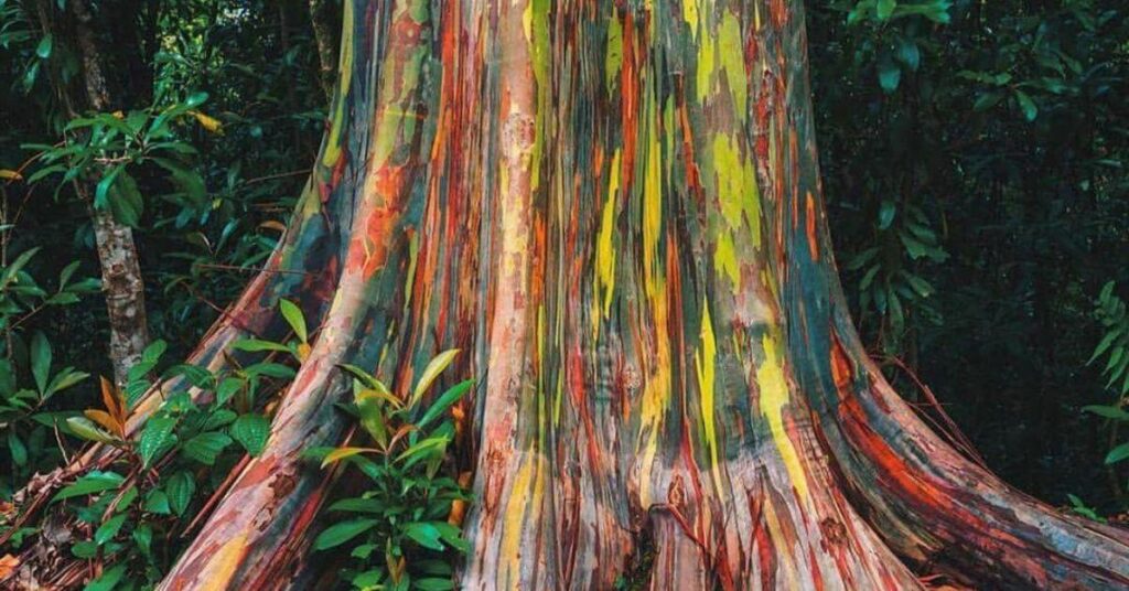 Rainbow eucalyptus in Hawaii is on the top of the beautiful trees list