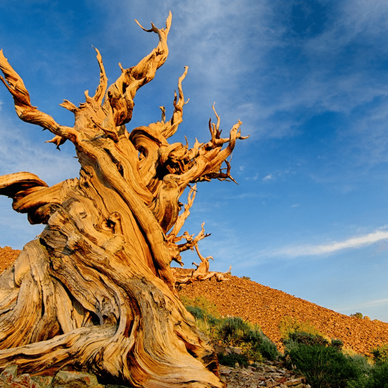 &quot;Methuselah,&quot; a bristlecone pine in California long considered to be the world&#039;s oldest tree. Image Credit: Yen Chao, Flickr