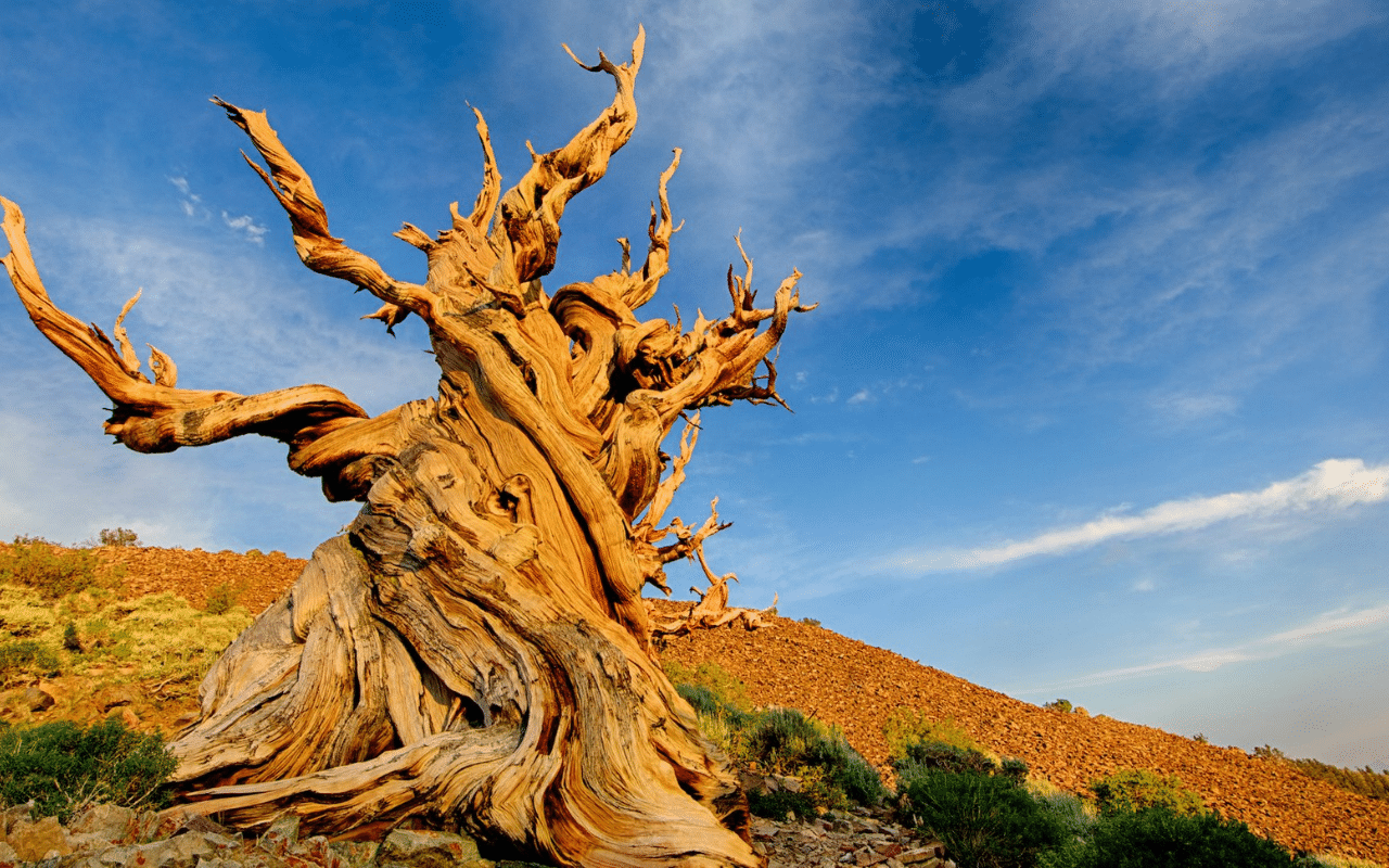 Methuselah: The World’s Oldest Living Tree &amp; Other Ancient Giants