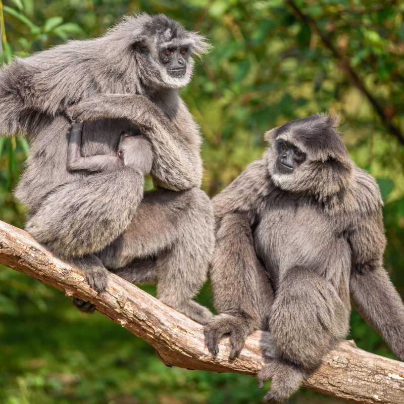 A gibbon family sitting on a tree branch with the baby hugging its mother.