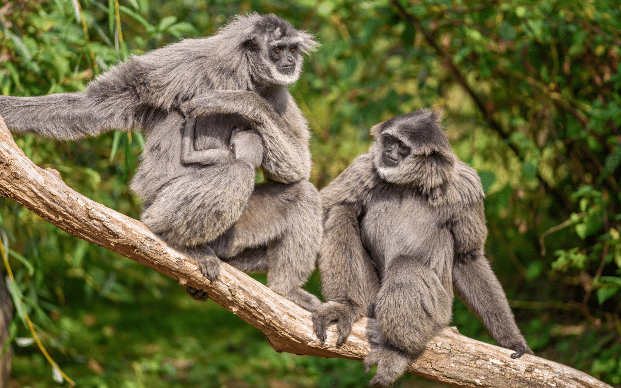 From Release to Rebirth: The Story of Gibbons Thriving in Angkor Forest