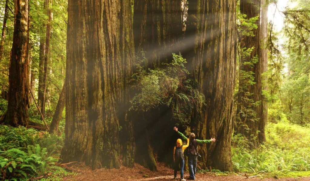 Redwood trees in California.