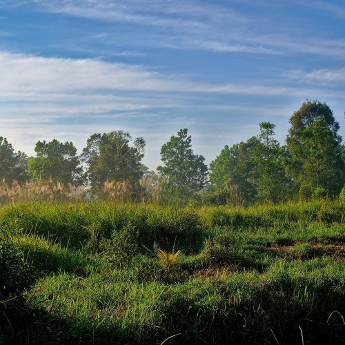 Green field from the Rimba Raya project