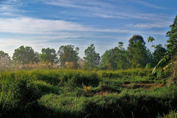 Green field from the Rimba Raya project