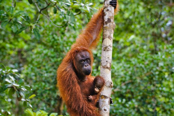 Orang-oetan moeder en baby klimmen in een boom in het Rimba Raya project.